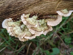 Trametes versicolor