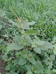 Amaranthus dubius