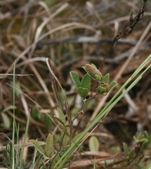 Rhynchosia ciliata