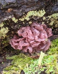 Fungi