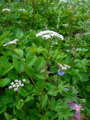 Ligusticum scothicum