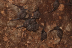 Taphozous perforatus