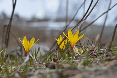Colchicum luteum