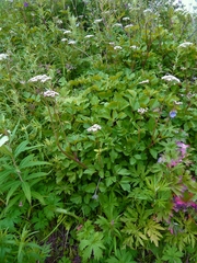 Ligusticum scothicum