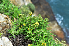 Crepidiastrum lanceolatum