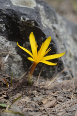 Colchicum luteum