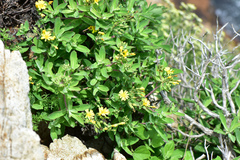 Crepidiastrum lanceolatum