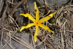 Colchicum luteum