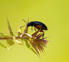 Arsipoda holomelaena