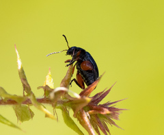 Arsipoda holomelaena