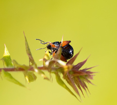 Arsipoda holomelaena