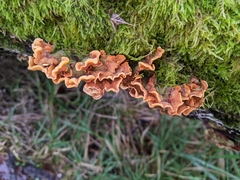 Stereum hirsutum