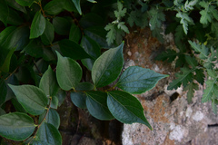 Celtis biondii