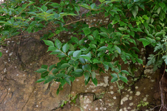 Celtis biondii