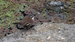 Cinclodes atacamensis