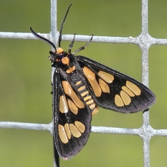 Eressa geographica