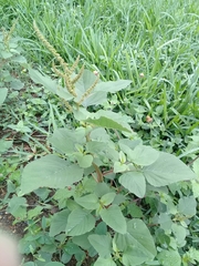 Amaranthus dubius