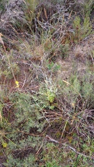 Heterolepis peduncularis