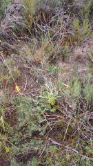 Heterolepis peduncularis