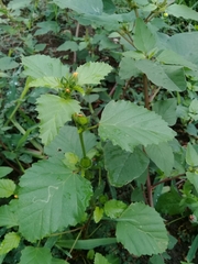 Malvastrum coromandelianum