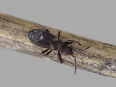 Notochilus crassicornis