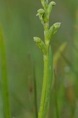 Microtis oligantha