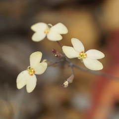 Stylidium spathulatum
