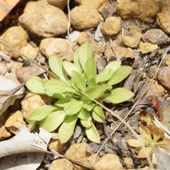 Stylidium spathulatum