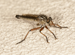 Zosteria alcetas