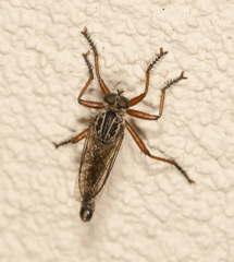 Zosteria alcetas