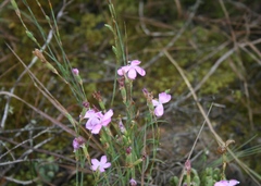 Dianthus albens
