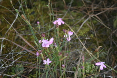 Dianthus albens
