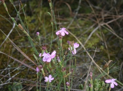 Dianthus albens
