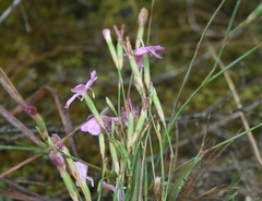 Dianthus albens
