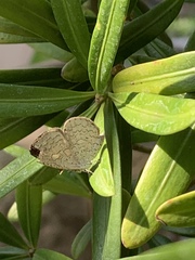 Spalgis epius dilama