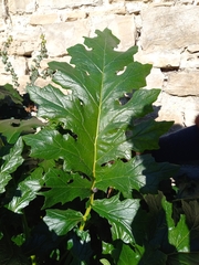 Acanthus mollis