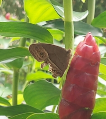 Mycalesis orseis