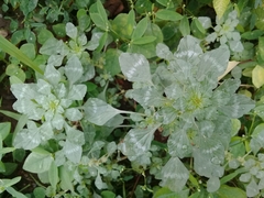 Amaranthus