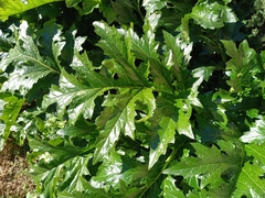 Acanthus mollis