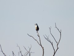 Microhierax caerulescens