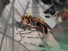 Leptodialepis bipartitus
