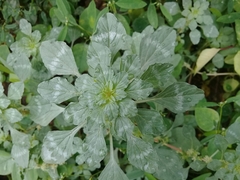Amaranthus