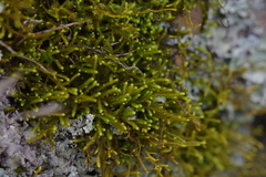 Meteoriaceae