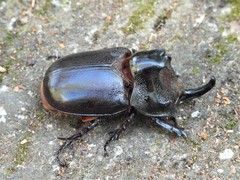 Trichogomphus martabani