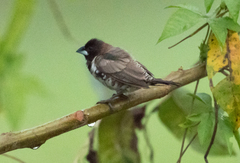 Spermestes cucullata