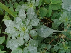 Amaranthus