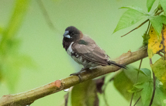 Spermestes cucullata