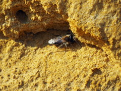 Andrena nitida