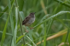 Cisticola lateralis