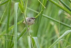 Cisticola lateralis
